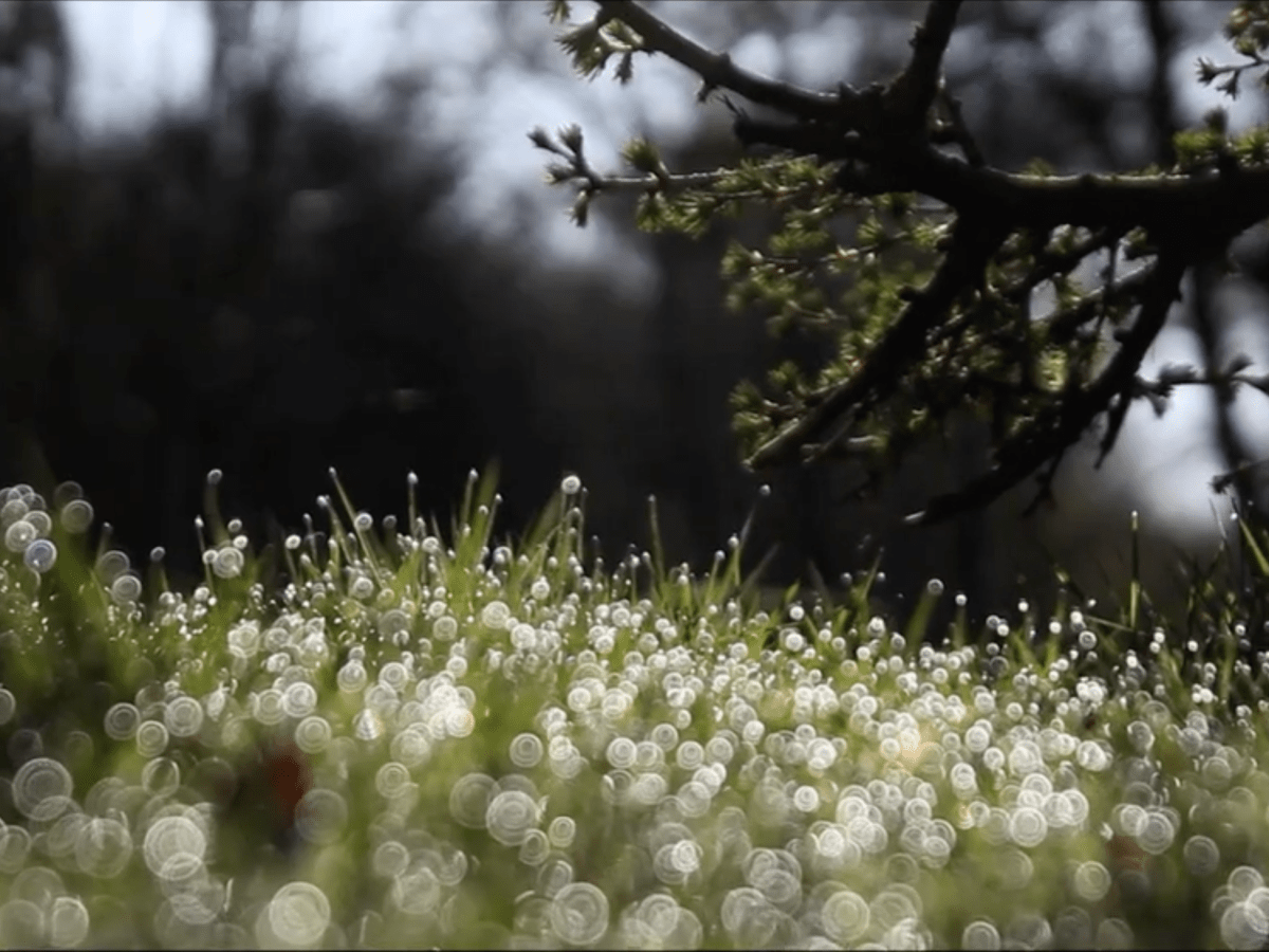 Gwanwyn Funding 2019